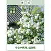 Plántulas de Hortensia de Madera China Cubo de Plantación para Exteriores Bola de Arpillera Semillas de Flores Patio Casa Montón Viejo de Madera Plantas en Maceta
