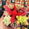 Base de planta suculenta autoproducida y autovendida al por mayor suculentas pequeñas combinación de flores plantas en maceta plantas carnosas Lithops Haworthia