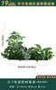 Flores Artificiais Plantas Verdes Conjunto de Divisória Decorativa Flores de Plástico e Seda Decoração de Paisagismo Arranjo de Paisagem Exibição de Janela Interna