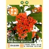 Plántula de Osmanthus en Maceta Osmanthus de Cuatro Estaciones Osmanthus Dorado Planta de Interior de Aroma Fuerte Patio Árbol Grande Dorado Maceta Flor Plantación en Suelo