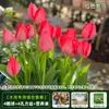 Resistencia al FríoTulipán Holandés Hidropónico Planta de Floración Cuatro Estaciones Planta Verde Flores en Maceta para Sala de Estar Apto para Principiantes