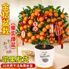 Planta de Kumquat de Cuatro Estaciones en Maceta con Fruta Comestible, una Planta Atractora de Fortuna para Sala de Estar de Uso Interior, Flor de Año Nuevo, Árbol Frutal Naranja, Planta Verde