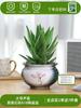 Envío directo Aloe Vera en maceta Interior Dormitorio Purificador de aire Resistente a la sequía Florales y Plantas Verdes Escritorio de oficina Buen almacenamiento
