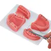 Frete Grátis para Modelo de Sutura Oral para Ensino Médico Módulo de Dente Artificial de Silicone Treinamento de Nós de Sutura Oral