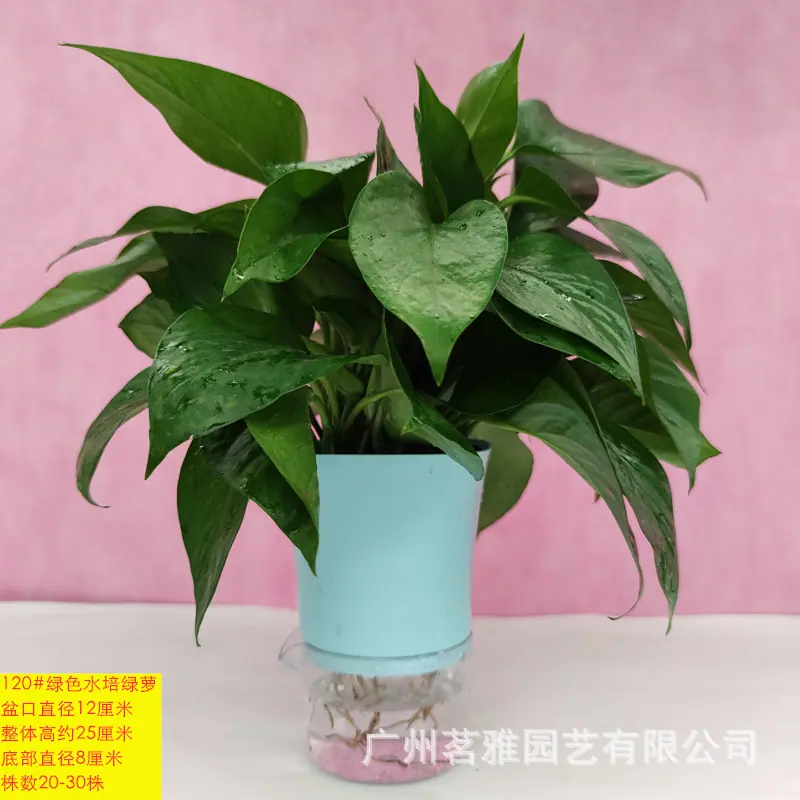 IMG_20200424_110252_副本1