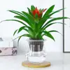 Plántulas de palma roja de la suerte en macetas grandes, adecuadas para exhibición en la sala de estar, flores y plantas hidropónicas cultivadas en casa, fáciles de cuidar en interiores y prosperan en todas las estaciones.