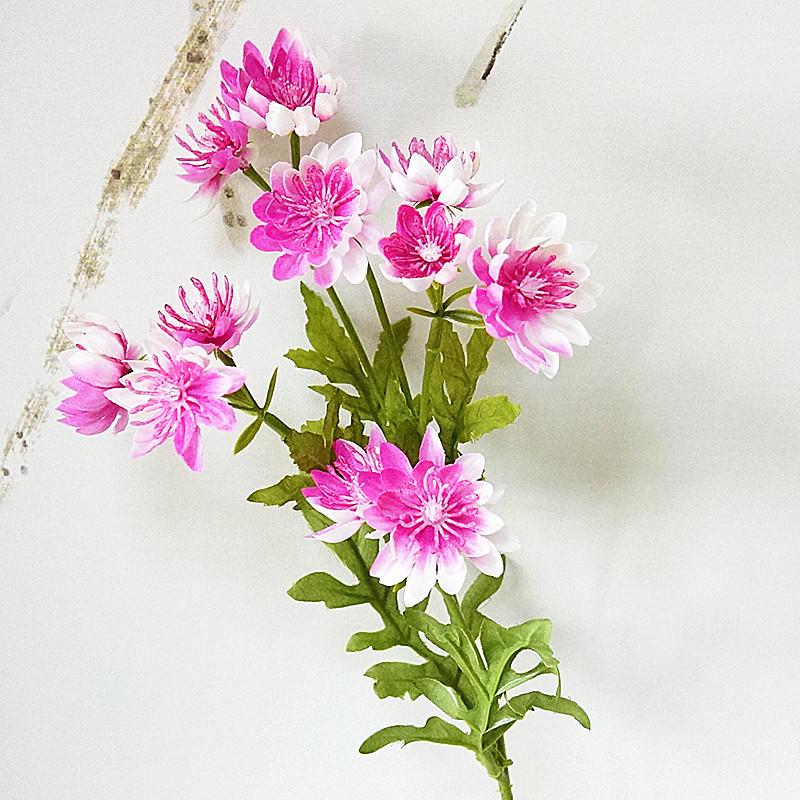 黄金菊