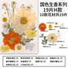 Nuevo Kit de Materiales de Flores Secas y Prensadas Flores Pequeñas Espécimen de Planta de Flor Real Marco de Fotos Velas Aromáticas de Flor Prensada Materiales de Flores
