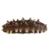 [Fábrica de Pepino-do-Mar] Fabricante de Pepino-do-Mar Pronto para Comer Atacado Fabricante de Pepino-do-Mar de Liaoshan Fornecimento Direto Dropshipping Embalagens de 1,5kg