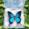 Adornos de Espécimenes de Mariposa Real con Alas Extendidas Espécimenes de Insectos Libélula Insectos Reales Regalos Creativos de Cumpleaños para Estudiantes Mai Taibo Transparente