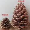 Origen del Material Piña de Pino Piña de Pino de EE. UU. zakka Accesorios para el Hogar Accesorios para Sesiones de Comestibles