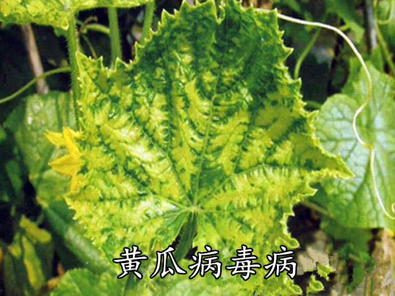 病毒病1