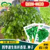 Sementes de Coentro de Crescimento Rápido e Folhas Grandes Zhongyanshengyou, Folhas de Coentro Resistentes, Sementes de Coentro Brilhantes e Perfumadas