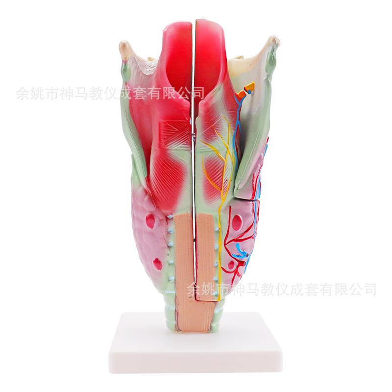 喉解剖模型-5
