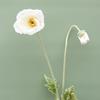 Rama única siembra de cabello Flor de amapola grande de Islandia Yu Meiren flor artificial flor artificial boda decoración del hogar adornos de flores artificiales