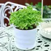 Planta en Maceta con un Toque de Fragancia, Planta Verde con Aroma Fuerte para Sala de Estar, Balcón, Repelente de Mosquitos, Repelente de Insectos, Suculenta con Aroma, con Tierra para Macetas