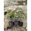 Plántulas de Rosa, Rosas Trepadoras, Árboles con Flores Extra Grandes, Enredaderas Trepadoras para Patio, Flores para Balcón, Rosas en Maceta que Florecen en Todas las Estaciones
