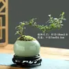 Planta Pequeña en Maceta con Borde Dorado Nieve de Junio Acantilado Raíz Elevada Escritorio Oficina Flor Interior Floración Tronco Viejo Significado Zen Bonsái
