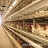 Jaula tipo A para Pollo de Engorde, Jaula para Palomas, Jaula Automática de Escalera para Pollos de Huevo, Jaula Multi-Nivel tipo H para Pollo de Engorde, Jaula para Codornices
