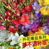 As Bulbas de Amarílis Florescem o Ano Todo e São Fáceis de Cultivar; Plantas de Freesia Importadas de Floração Dobrada São Fáceis de Manter em Ambientes Internos e Externos