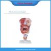 Para modelo médico BM1119 de anatomia humana, modelo de cavidade nasal, bucal, faríngea e laríngea