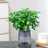 Rábano Verde Árbol de la Fortuna Espárrago Bambú Flor de Incienso de Nueve Millas Planta en Maceta Interior Menta Bambú Rico Planta Hidropónica Fácil de Alimentar