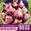Ajo Nuevo 2025 de Piel Morada, Cabezas de Ajo Frescas, Ajo Húmedo Recién Desenterrado, Ajo Encurtido, Ajo Agridulce, Ajo Laba, Ajo Fresco de Piel Roja