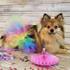 Roupas para Cães de Estimação, Saias para Gatos de Comércio Exterior, Roupas Tutu para Cães Pequenos, Acessórios para Animais de Estimação, Estilo Europeu e Americano Teddy