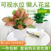 Vaso de Flor Automático Absorvente Transparente Simples Sem Rega Preguiçoso Criativo Nível de Água Visível Flor Verde Vaso de Flor Hidropônico