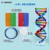 Modelo de Estructura de Doble Hélice de ADN J3242 Componente Versión de Ensamblaje Molecular Pequeño Genético Gen y Mutación Modelo