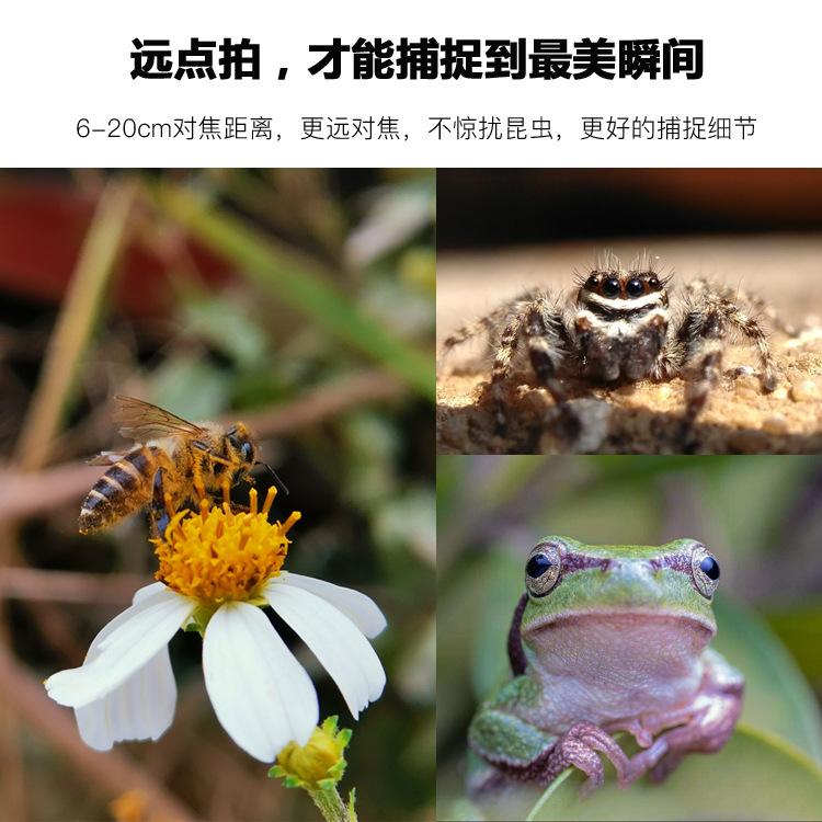 拍昆虫