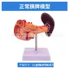 Simulación Médica Modelo de Anatomía del Hígado Humano, Vena Porta Hepática, Vesícula Biliar, Estructura del Conducto Biliar, Ayudas Didácticas para la Demostración de Órganos del Sistema Digestivo