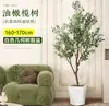 Planta de olivo en maceta para sala de estar interior, esquejes reales, planta grande en maceta, fácil de cuidar, adecuada para inauguración de casa y mudanza