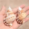 Conchas Brancas Naturais, Pequena Concha, Estrela do Mar, Suprimentos de Decoração Paisagística para Aquário 4- 10cm Conchas para Paguros Atacado