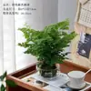 Planta hidropônica de musgo de samambaia em bola é fácil de cuidar no escritório, uma samambaia verde de baixa manutenção para casa, tolerante à sombra