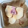 Flor artificial Phalaenopsis flor 3D de película cabeza de flor estilo ramillete regalo de mano LV Fu regalo DIY caja de regalo decoración de boda