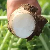Sementes de Rabanete Branco São Fáceis de Cultivar em Campos Agrícolas, Hortas e Quintais com Polpa Grossa e Alta Umidade