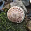 Caracol de Rueda Concha Marina Natural Decoración Acuario Paisajismo Flores Material DIY Hecho a Mano Sombrero de Paja Espécimen