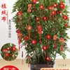 Nuevos Adornos Colgantes de Farolillos Pequeños Afelpados 2025 Decoración de Bonsái Arreglo para el Festival de Primavera Árbol de la Fortuna de Interior Colgantes Pequeños de Exterior
