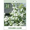 Plántulas de Hortensia de Madera China Cubo de Plantación para Exteriores Bola de Arpillera Semillas de Flores Patio Casa Montón Viejo de Madera Plantas en Maceta