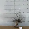 Tocones de Árbol Muerto Ramas Modelo Microscópico Escena Fabricación Suministros para Mascotas Base de Figura Embellecimiento de Fondo Decoración Obstáculo