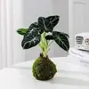 Lírio-do-calla Planta Verde Pequena para Mesa de Escritório Planta em Vaso para Interior Jardim de Infância Celebridade da Internet Calathea Estação de Trabalho Planta Fácil de Cuidar