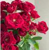 Semillas de Rosa Roja, Plantas Verdes, Florales en Maceta, Semillas de Flores, Plantas de Tierra en Maceta, Semillas de Cuatro Estaciones, Semillas de Rosa