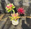 Paquete Combinado de Bromelias Set Grande Mediano Pequeño Madera Flotante de Selva Paisajismo Acuático Micro Paisaje Planta de Aire Otro