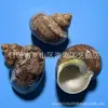 Artesanías de Caracolas Naturales Vendidas por Libra para Acuarios, Fotografía, Educación de Estudiantes y Niños, Minería y Uso Marino