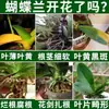 Fertilizante Mixto Especial para Orquídeas Phalaenopsis para Promover el Crecimiento de Raíces Tuberosas, Mejorar el Suelo, Suelo Nutritivo de Liberación Rápida, Fertilizante para Plantas en Maceta al por Mayor