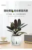 Planta de Caucho Black Diamond en Maceta para Uso en Interiores y Exteriores, Planta Verde para Purificación del Aire, Planta en Maceta para Escritorio de Oficina, Planta Verde de Cuatro Estaciones