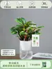 Planta de Jade em Vaso com Borda Roxa, Pequena Planta Verde Perene para Interior de Escritório, Fácil de Cuidar, Purifica o Ar, Planta com Flor Jade Beauty