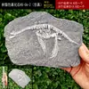 Trilobite paleobiológico, fósil auténtico, caja decorativa para reptiles, paisaje desértico, tabú, melena húmeda, adornos de reptil león
