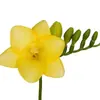 Bulbos de Alyssum Importados, Fresias en Maceta para Interiores y Exteriores, Flores Perennes de Cuatro Estaciones, Plantas con Flor Fáciles de Cultivar